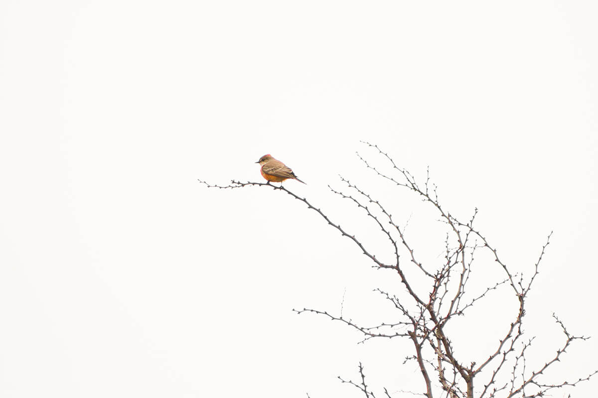 original bird