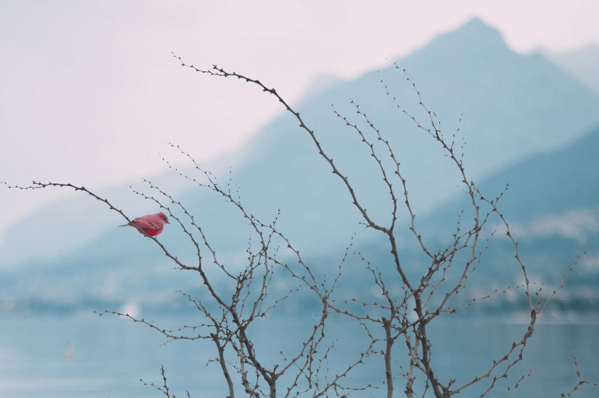 bird in blur photos