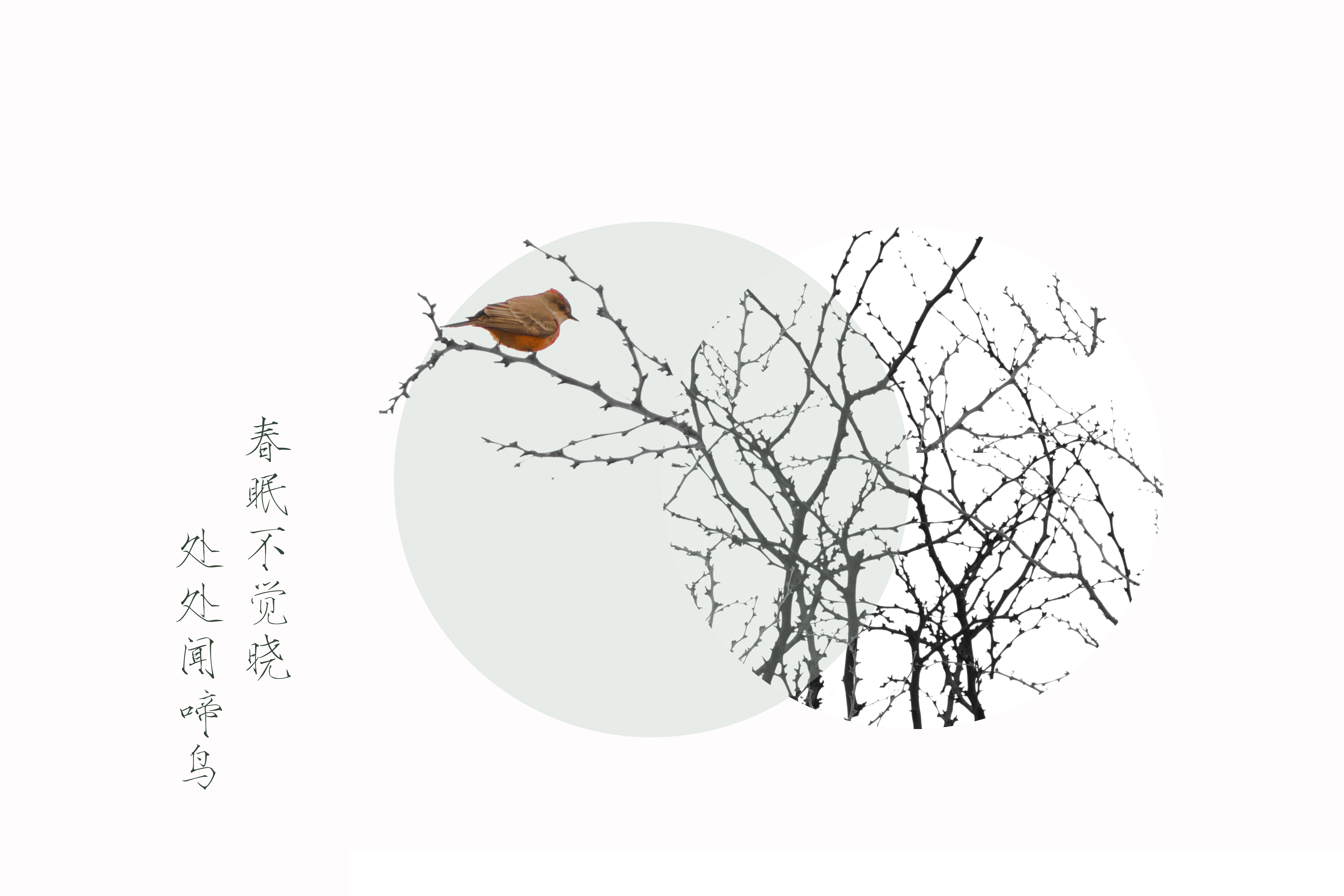 bird in circles