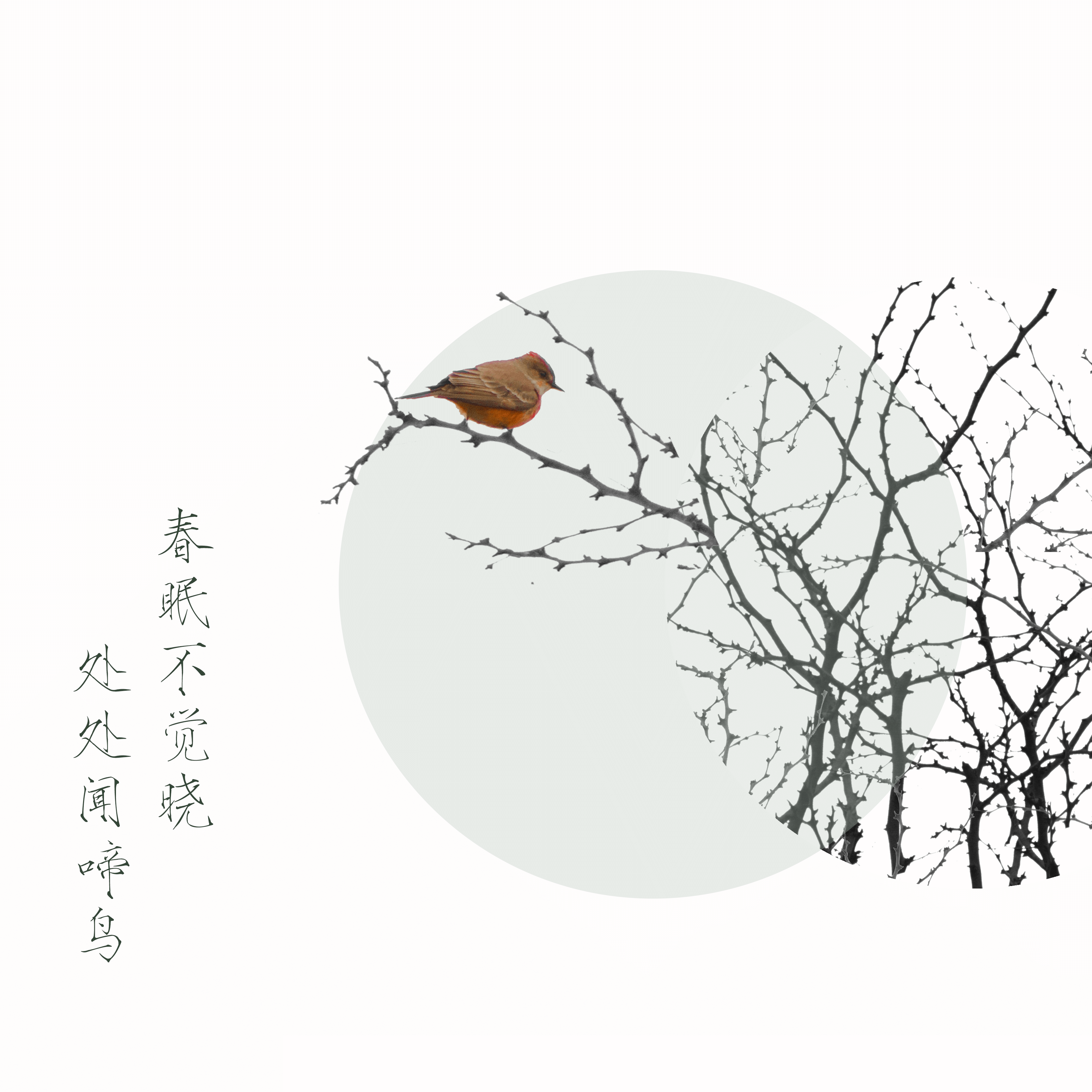 thurmb bird